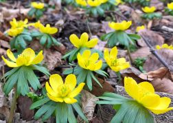 Winterlinge   Wanderung Im Jenaer Rautal 2020 00011